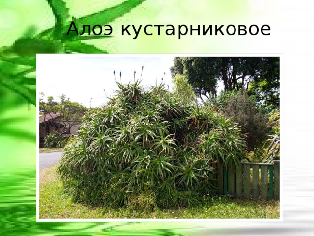 Алоэ кустарниковое 