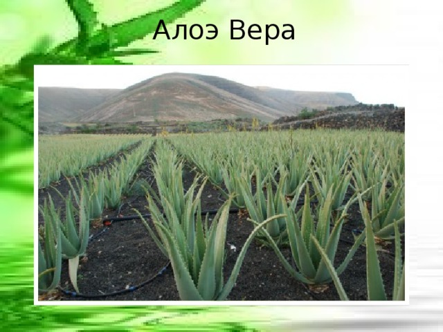 Алоэ Вера 