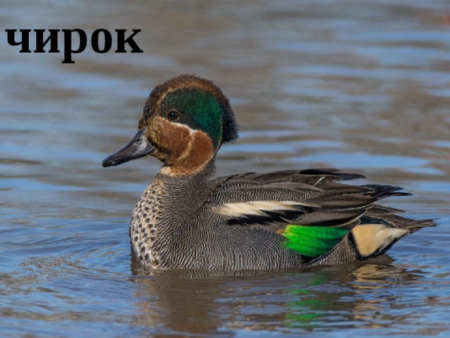 чирок 