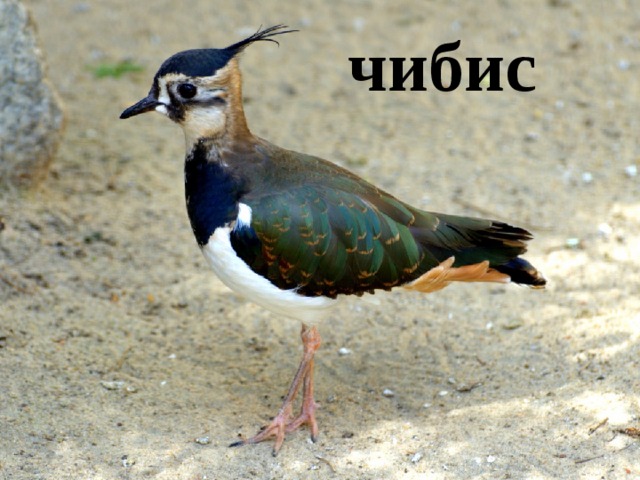 чибис 