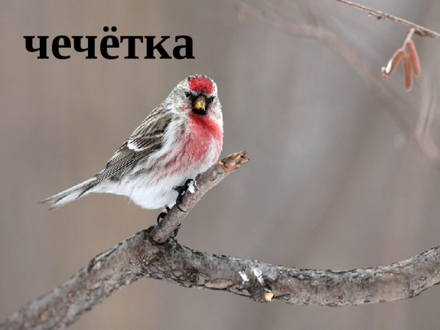 чечётка 