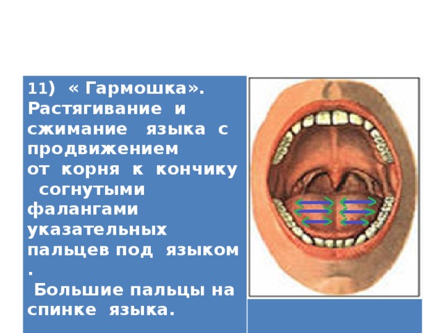 11 ) « Гармошка». Растягивание и сжимание языка с продвижением от корня к кончику согнутыми фалангами указательных пальцев под языком .  Большие пальцы на спинке языка.   