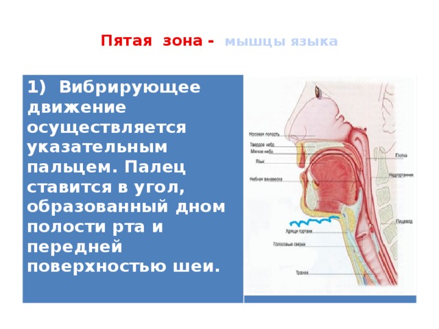  Пятая зона - мышцы языка   1) Вибрирующее движение осуществляется указательным пальцем. Палец ставится в угол, образованный дном полости рта и передней поверхностью шеи.   
