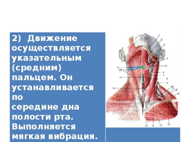 2) Движение осуществляется указательным (средним) пальцем. Он устанавливается по середине дна полости рта. Выполняется мягкая вибрация.   
