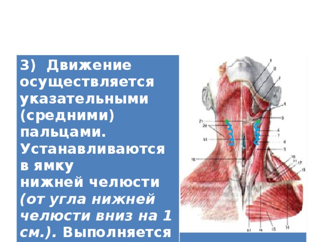 3) Движение осуществляется указательными (средними) пальцами. Устанавливаются в ямку нижней челюсти (от угла нижней челюсти вниз на 1 см.). Выполняется вибрация.   