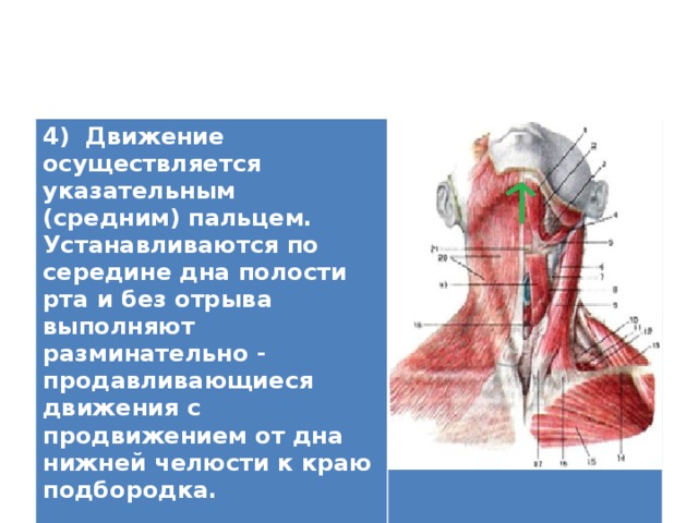 4) Движение осуществляется указательным (средним) пальцем. Устанавливаются по середине дна полости рта и без отрыва выполняют разминательно - продавливающиеся движения с продвижением от дна нижней челюсти к краю подбородка.   