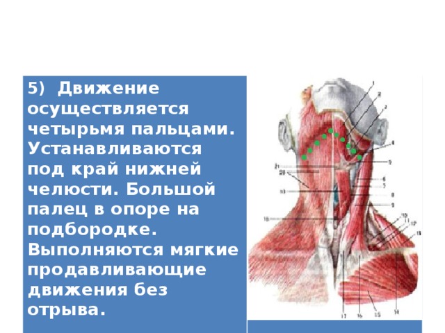 5) Движение осуществляется четырьмя пальцами. Устанавливаются под край нижней челюсти. Большой палец в опоре на подбородке. Выполняются мягкие продавливающие движения без отрыва.   