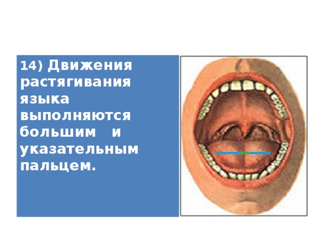14) Движения растягивания языка выполняются большим и указательным пальцем.   