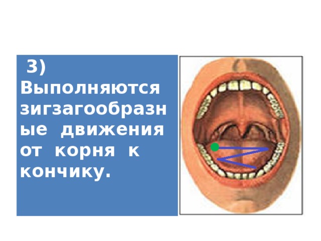   3) Выполняются зигзагообразные движения от корня к кончику.   
