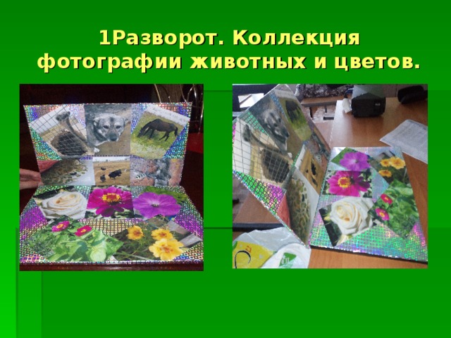 1Разворот. Коллекция фотографии животных и цветов. 