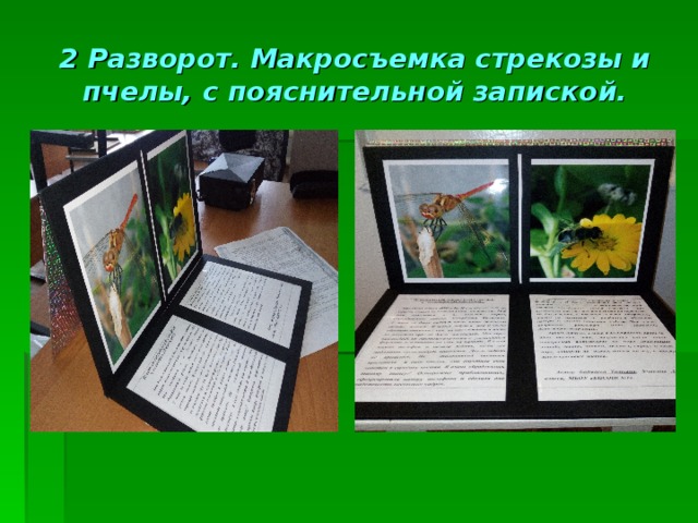 2 Разворот. Макросъемка стрекозы и пчелы, с пояснительной запиской. 
