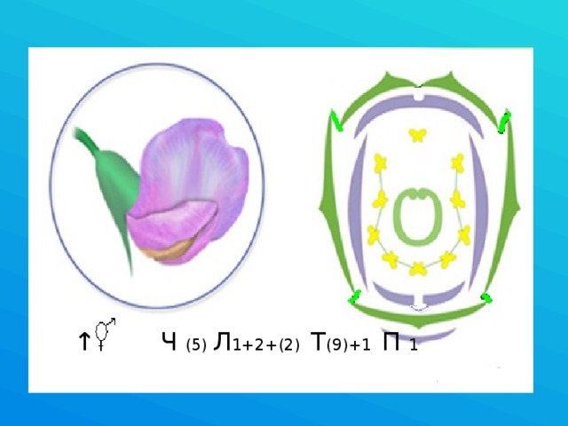 ↑ Ч (5) Л 1+2+(2) Т (9)+1 П 1