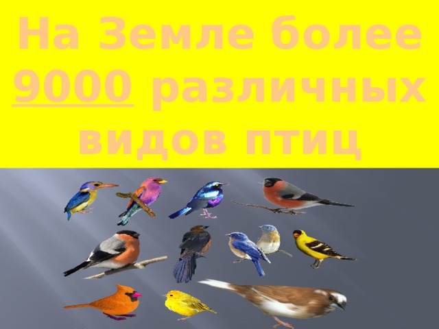 На Земле более 9000 различных видов птиц 