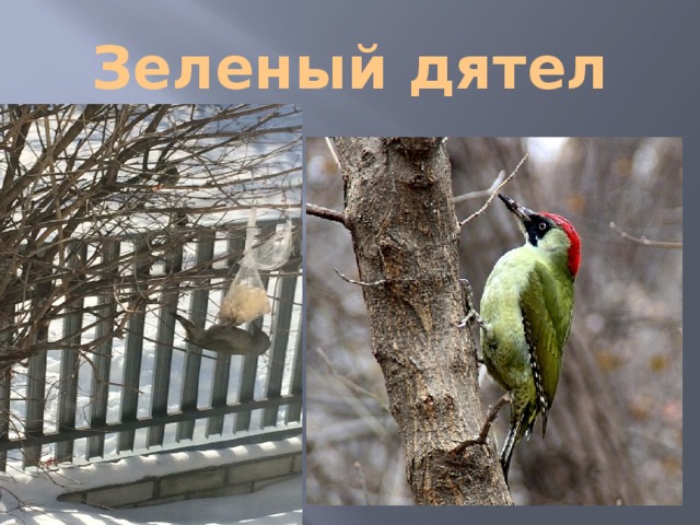 Зеленый дятел 