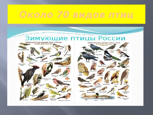 Около 70 видов птиц 