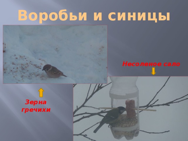 Воробьи и синицы Несоленое сало Зерна гречихи 