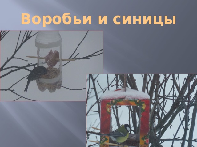 Воробьи и синицы 