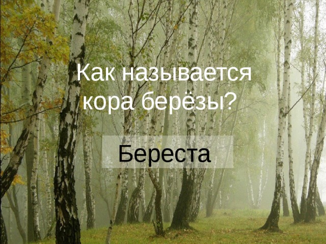 Как называется кора берёзы?   Береста