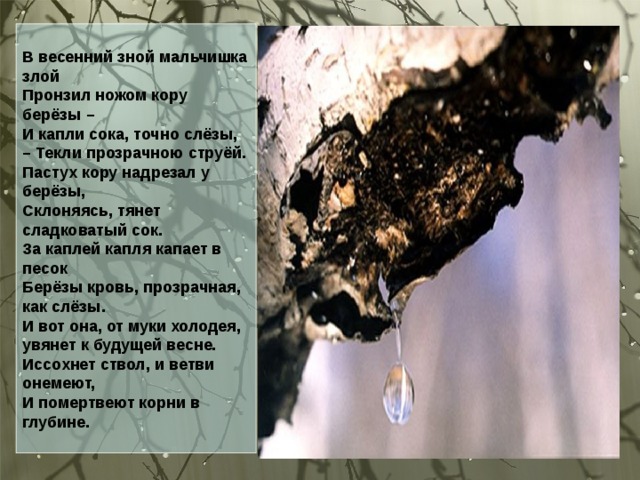 В весенний зной мальчишка злой  Пронзил ножом кору берёзы –  И капли сока, точно слёзы, – Текли прозрачною струёй.  Пастух кору надрезал у берёзы,  Склоняясь, тянет сладковатый сок.  За каплей капля капает в песок  Берёзы кровь, прозрачная, как слёзы.   И вот она, от муки холодея, увянет к будущей весне.  Иссохнет ствол, и ветви онемеют,  И помертвеют корни в глубине.