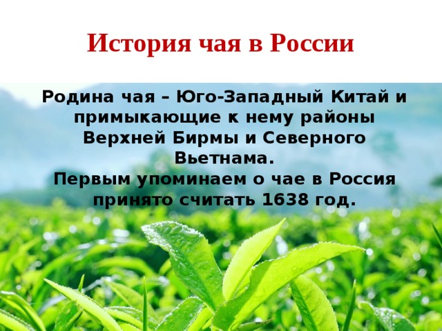 История чая в России Родина чая – Юго-Западный Китай и примыкающие к нему районы Верхней Бирмы и Северного Вьетнама. Первым упоминаем о чае в Россия принято считать 1638 год. 