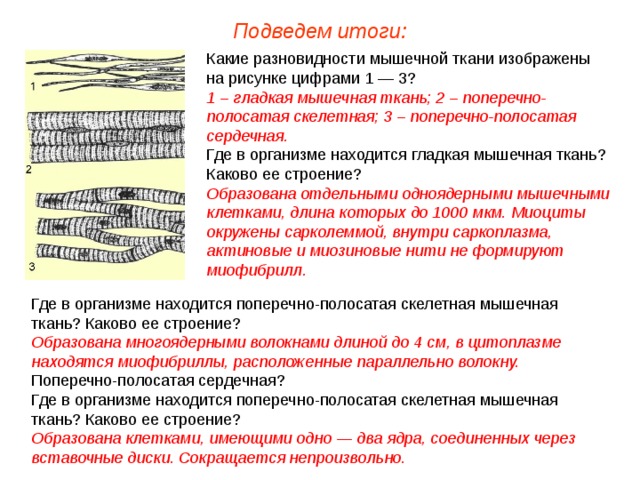 Подведем итоги: Какие разновидности мышечной ткани изображены на рисунке цифрами 1 — 3? 1 – гладкая мышечная ткань; 2 – поперечно-полосатая скелетная; 3 – поперечно-полосатая сердечная. Где в организме находится гладкая мышечная ткань? Каково ее строение? Образована отдельными одноядерными мышечными клетками, длина которых до 1000 мкм. Миоциты окружены сарколеммой, внутри саркоплазма, актиновые и миозиновые нити не формируют миофибрилл. Где в организме находится поперечно-полосатая скелетная мышечная ткань? Каково ее строение? Образована многоядерными волокнами длиной до 4 см, в цитоплазме находятся миофибриллы, расположенные параллельно волокну. Поперечно-полосатая сердечная? Где в организме находится поперечно-полосатая скелетная мышечная ткань? Каково ее строение? Образована клетками, имеющими одно — два ядра, соединенных через вставочные диски. Сокращается непроизвольно.  