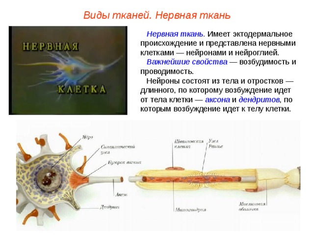 Виды тканей. Нервная ткань Нервная ткань. Имеет эктодермальное происхождение и представлена нервными клетками — нейронами и нейроглией. Важнейшие свойства — возбудимость и проводимость. Нейроны состоят из тела и отростков — длинного, по которому возбуждение идет от тела клетки — аксона и дендритов , по которым возбуждение идет к телу клетки.  