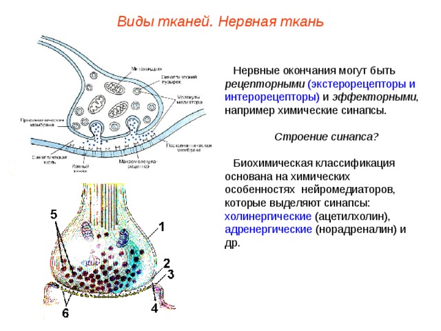 Виды тканей. Нервная ткань Нервные окончания могут быть рецепторными  (экстерорецепторы и интерорецепторы) и эффекторными , например химические синапсы. Строение синапса?  Биохимическая классификация основана на химических особенностях нейромедиаторов, которые выделяют синапсы: холинергические (ацетилхолин), адренергические (норадреналин) и др.  