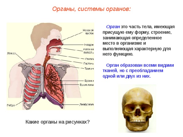 Органы, системы органов: Орган это часть тела, имеющая присущую ему форму, строение, занимающая определенное место в организме и выполняющая характерную для него функцию. Орган образован всеми видами тканей, но с преобладанием одной или двух из них. Какие органы на рисунках?  
