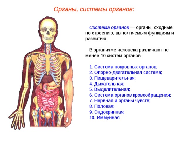 Органы, системы органов: Система органов — органы, сходные по строению, выполняемым функциям и развитию. В организме человека различают не менее 10 систем органов: 1. Система покровных органов; 2. Опорно-двигательная система; 3. Пищеварительная; 4. Дыхательная; 5. Выделительная; 6. Система органов кровообращения; 7. Нервная и органы чувств; 8. Половая; 9. Эндокринная; 10. Иммунная.  