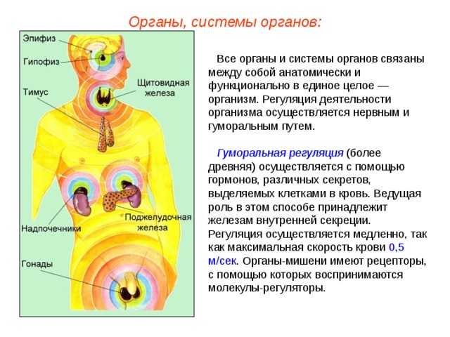 Органы, системы органов: Все органы и системы органов связаны между собой анатомически и функционально в единое целое — организм. Регуляция деятельности организма осуществляется нервным и гуморальным путем.  Гуморальная регуляция (более древняя) осуществляется с помощью гормонов, различных секретов, выделяемых клетками в кровь. Ведущая роль в этом способе принадлежит железам внутренней секреции. Регуляция осуществляется медленно, так как максимальная скорость крови 0,5 м/сек . Органы-мишени имеют рецепторы, с помощью которых воспринимаются молекулы-регуляторы.  