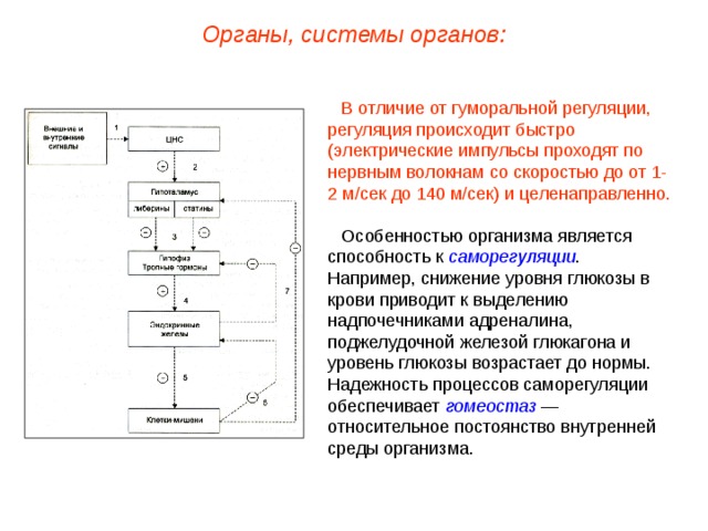 Органы, системы органов: В отличие от гуморальной регуляции, регуляция происходит быстро (электрические импульсы проходят по нервным волокнам со скоростью до от 1-2 м/сек до 140 м/сек) и целенаправленно. Особенностью организма является способность к саморегуляции . Например, снижение уровня глюкозы в крови приводит к выделению надпочечниками адреналина, поджелудочной железой глюкагона и уровень глюкозы возрастает до нормы. Надежность процессов саморегуляции обеспечивает гомеостаз — относительное постоянство внутренней среды организма.  