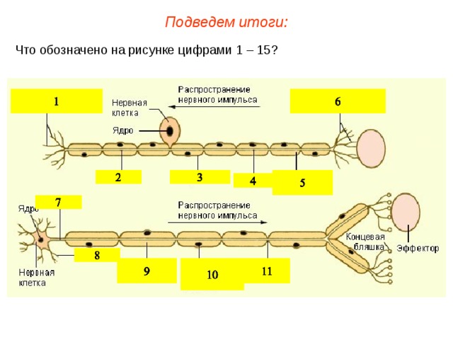Подведем итоги: Что обозначено на рисунке цифрами 1 – 15?  
