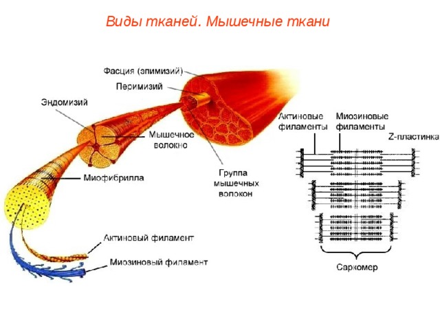 Виды тканей. Мышечные ткани  