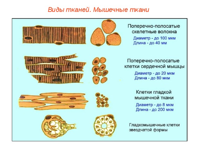Виды тканей. Мышечные ткани 