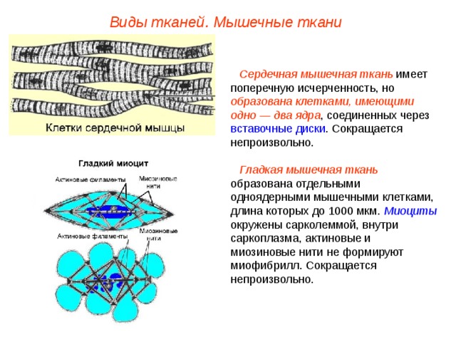 Виды тканей. Мышечные ткани Сердечная мышечная ткань имеет поперечную исчерченность, но образована клетками, имеющими одно — два ядра , соединенных через вставочные диски . Сокращается непроизвольно.  Гладкая мышечная ткань образована отдельными одноядерными мышечными клетками, длина которых до 1000 мкм. Миоциты окружены сарколеммой, внутри саркоплазма, актиновые и миозиновые нити не формируют миофибрилл. Сокращается непроизвольно.  