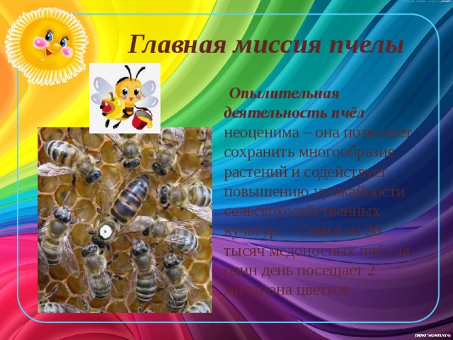 Главная миссия пчелы  Опылительная деятельность пчёл неоценима – она позволяет сохранить многообразие растений и содействует повышению урожайности сельскохозяйственных культур. Семья из 30 тысяч медоносных пчёл за один день посещает 2 миллиона цветков. 