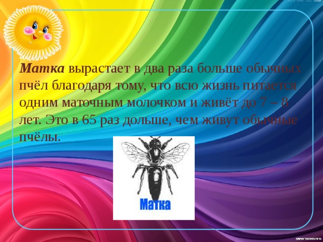 Матка вырастает в два раза больше обычных пчёл благодаря тому, что всю жизнь питается одним маточным молочком и живёт до 7 – 8 лет. Это в 65 раз дольше, чем живут обычные пчёлы. 