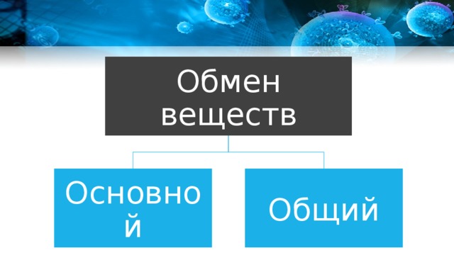 Обмен веществ Основной Общий 