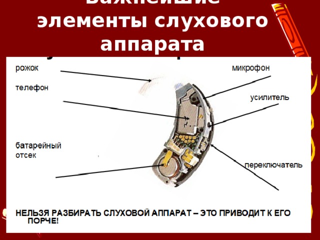 Важнейшие элементы слухового аппарата       