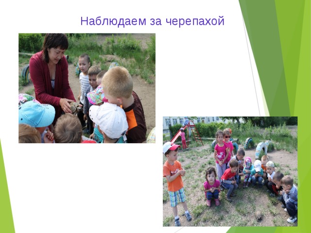 Наблюдаем за черепахой 