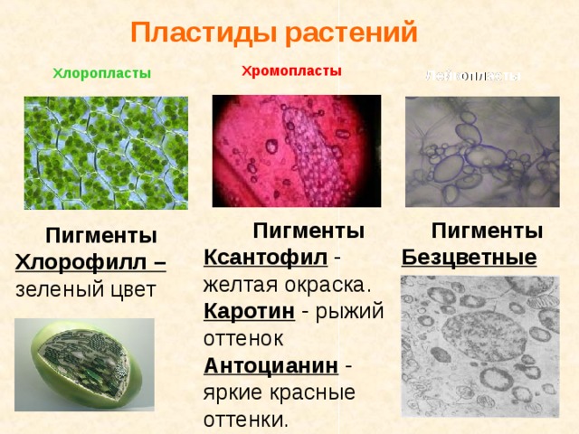 Пластиды растений Хромопласты Хлоропласты Лейкопласты Пигменты Ксантофил - желтая окраска. Каротин - рыжий оттенок Антоцианин - яркие красные оттенки. Пигменты Безцветные Пигменты Хлорофилл – зеленый цвет 
