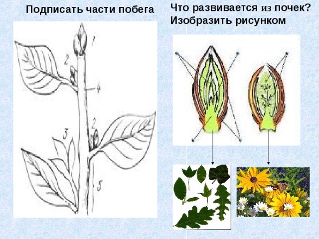 Подписать части побега   Что развивается из  почек? Изобразить рисунком 