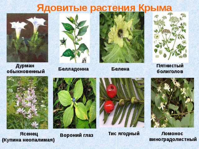Ядовитые растения Крыма Дурман обыкновенный   Пятнистый болиголов   Белладонна   Белена   Ломонос виноградолистный   Тис ягодный   Ясенец (Купина неопалимая) Вороний глаз   