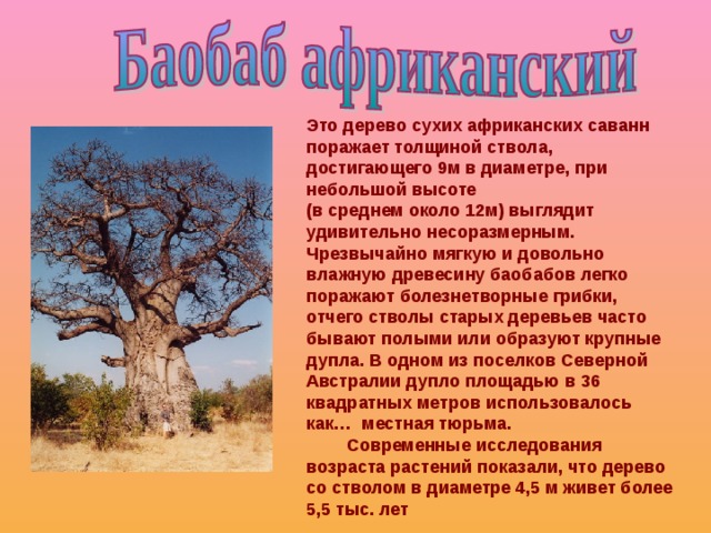 Это дерево сухих африканских саванн поражает толщиной ствола, достигающего 9м в диаметре, при небольшой высоте (в среднем около 12м) выглядит удивительно несоразмерным. Чрезвычайно мягкую и довольно влажную древесину баобабов легко поражают болезнетворные грибки, отчего стволы старых деревьев часто бывают полыми или образуют крупные дупла. В одном из поселков Северной Австралии дупло площадью в 36 квадратных метров использовалось как… местная тюрьма.  Современные исследования возраста растений показали, что дерево со стволом в диаметре 4,5 м живет более 5,5 тыс. лет 
