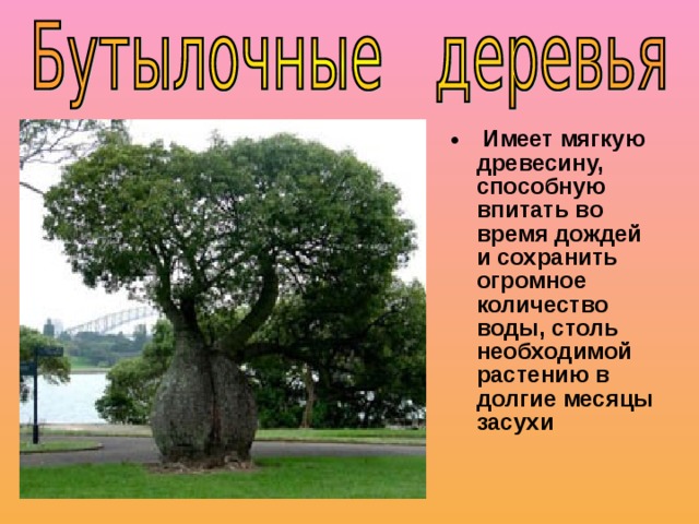  Имеет мягкую древесину, способную впитать во время дождей и сохранить огромное количество воды, столь необходимой растению в долгие месяцы засухи 