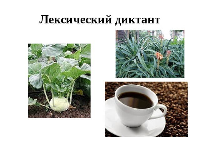 Лексический диктант 