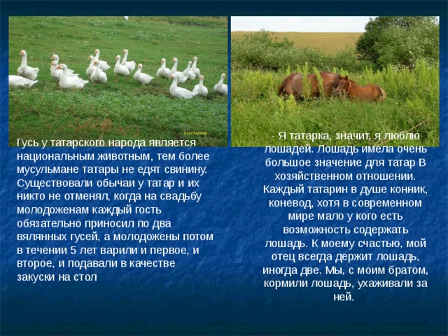 - Я татарка, значит, я люблю лошадей. Лошадь имела очень большое значение для татар В хозяйственном отношении. Каждый татарин в душе конник, коневод, хотя в современном мире мало у кого есть возможность содержать лошадь. К моему счастью, мой отец всегда держит лошадь, иногда две. Мы, с моим братом, кормили лошадь, ухаживали за ней. Гусь у татарского народа является национальным животным, тем более мусульмане татары не едят свинину. Существовали обычаи у татар и их никто не отменял, когда на свадьбу молодоженам каждый гость обязательно приносил по два вялянных гусей, а молодожены потом в течении 5 лет варили и первое, и второе, и подавали в качестве закуски на стол 