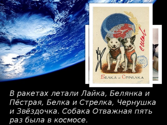 В ракетах летали Лайка, Белянка и Пёстрая, Белка и Стрелка, Чернушка и Звёздочка. Собака Отважная пять раз была в космосе. © InfoUrok.ru 