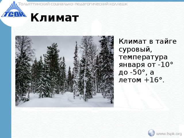 Климат Климат в тайге суровый, температура января от -10° до -50°, а летом +16°. 