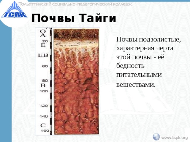 Почвы Тайги Почвы подзолистые, характерная черта этой почвы - её бедность питательными веществами.  